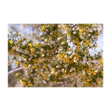 Load image into Gallery viewer, Gold Dust