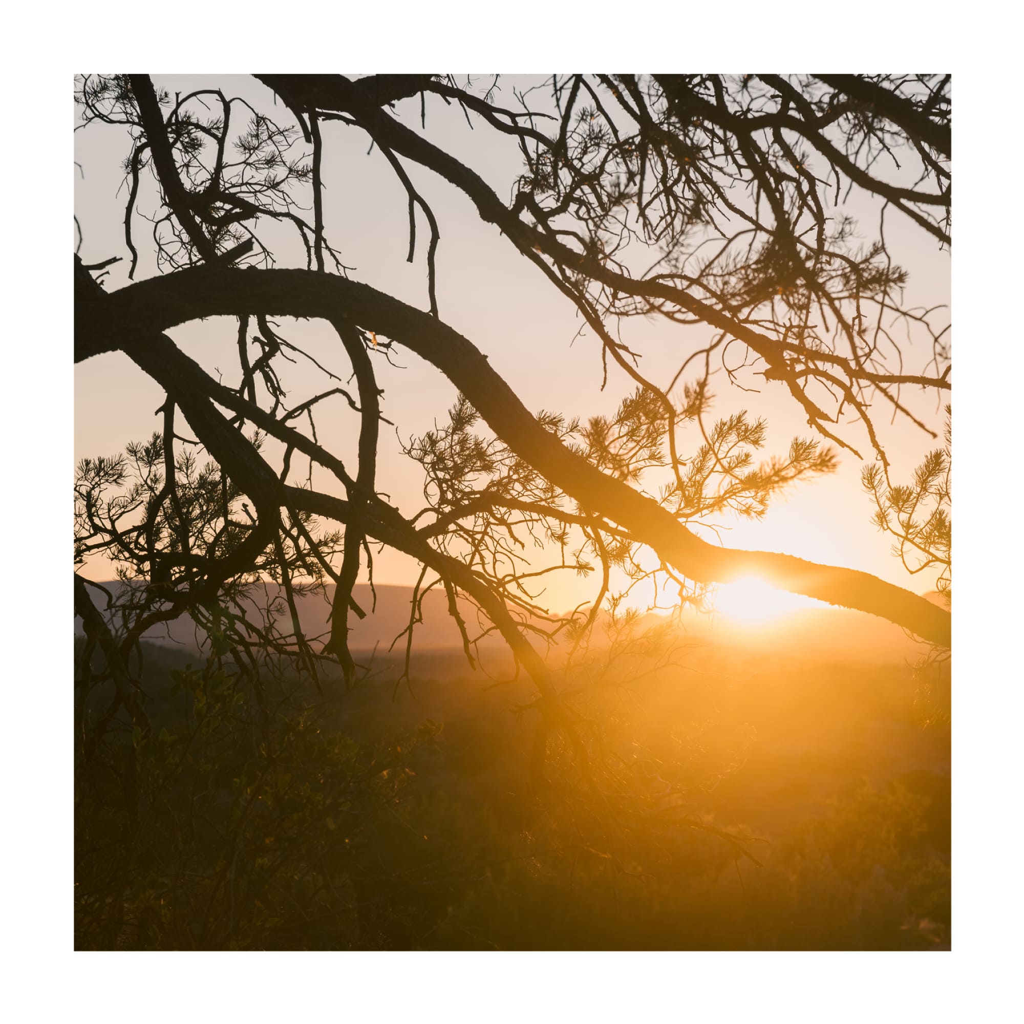 Sedona's Secret
