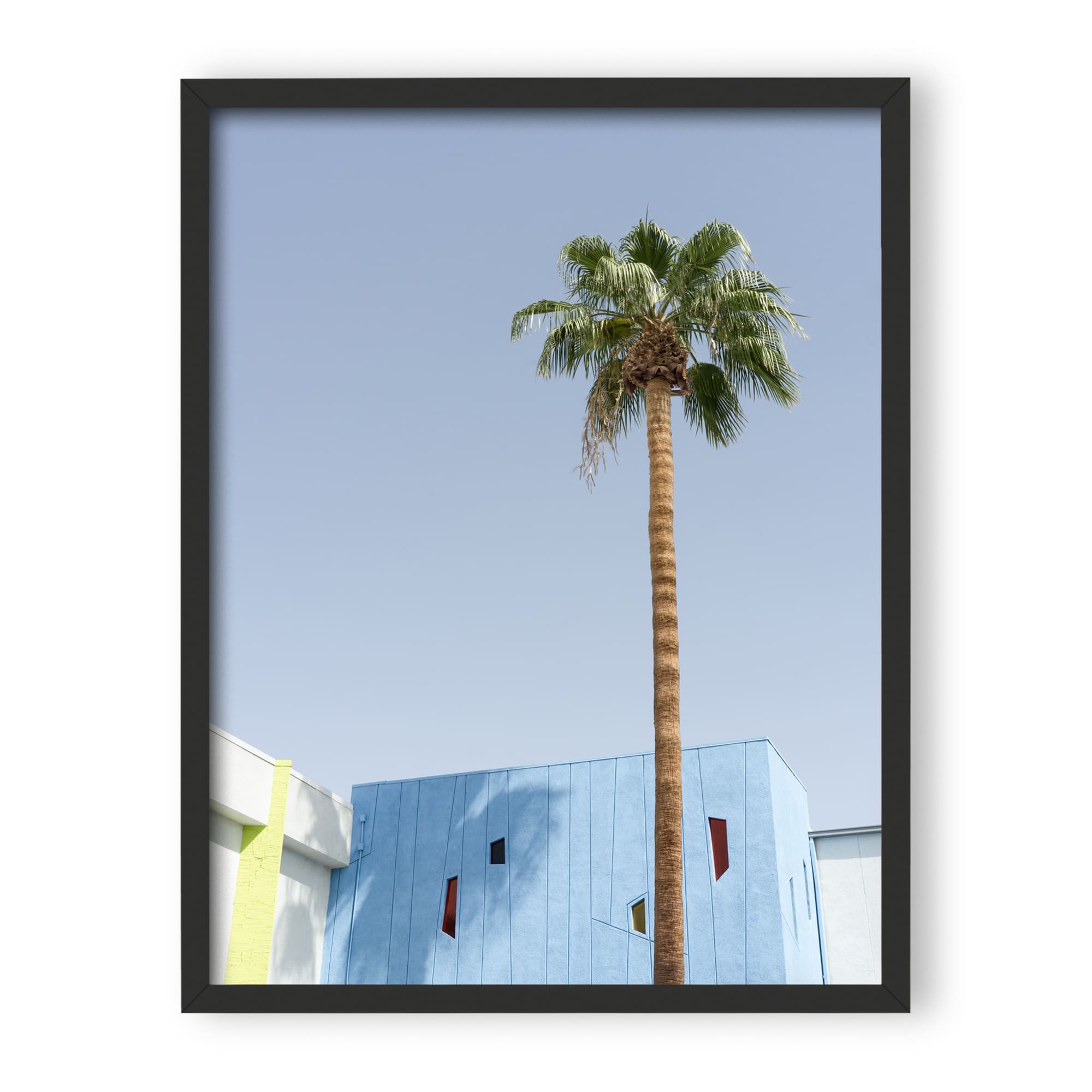 desert wildflower 002