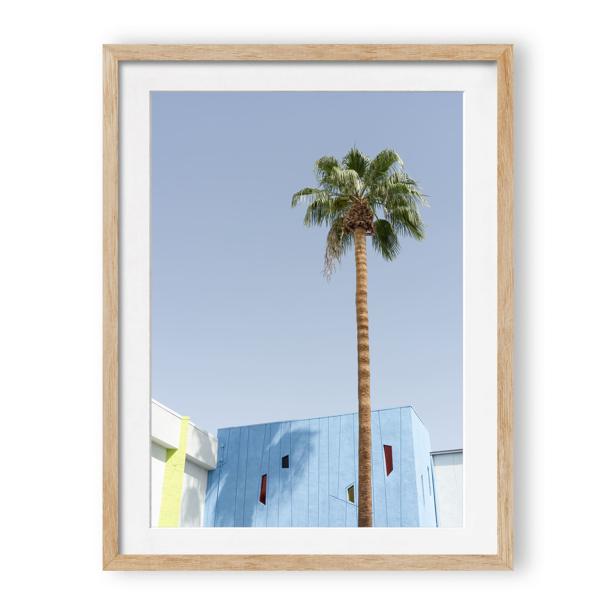 desert wildflower 002