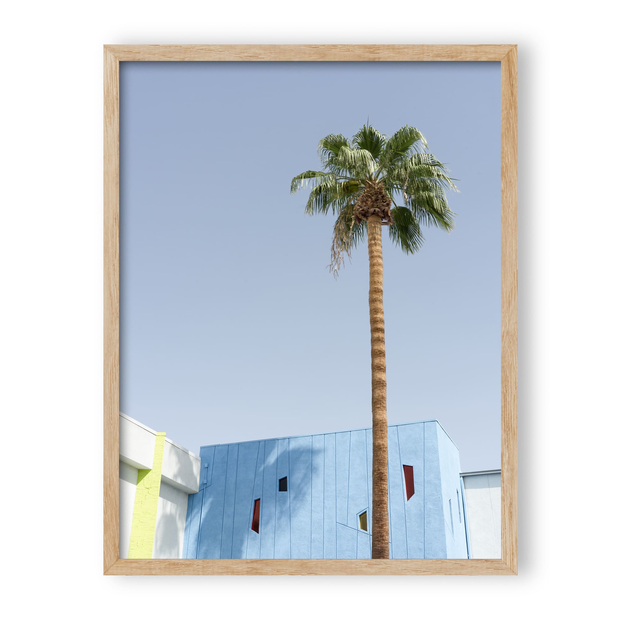 desert wildflower 002