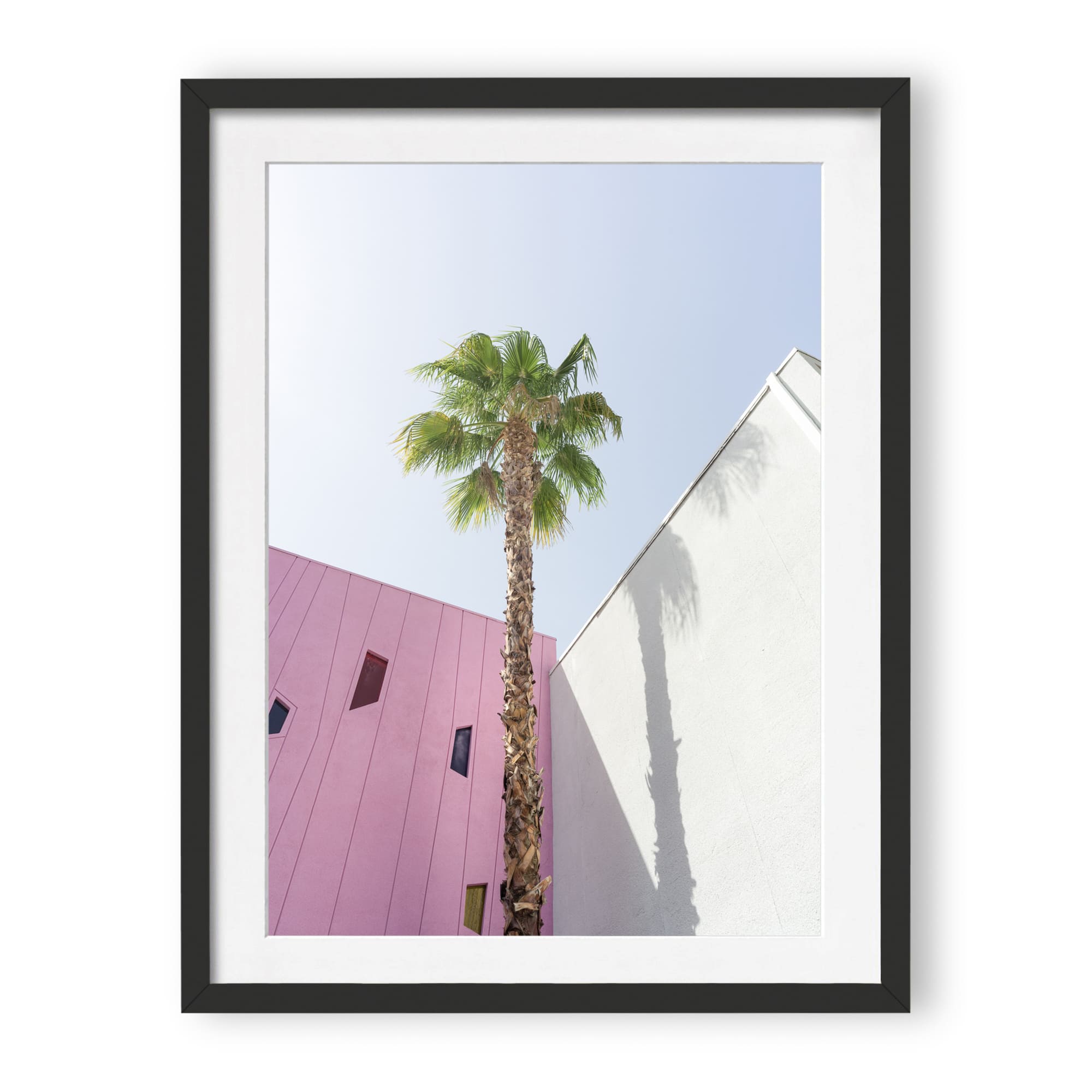 desert wildflower 003