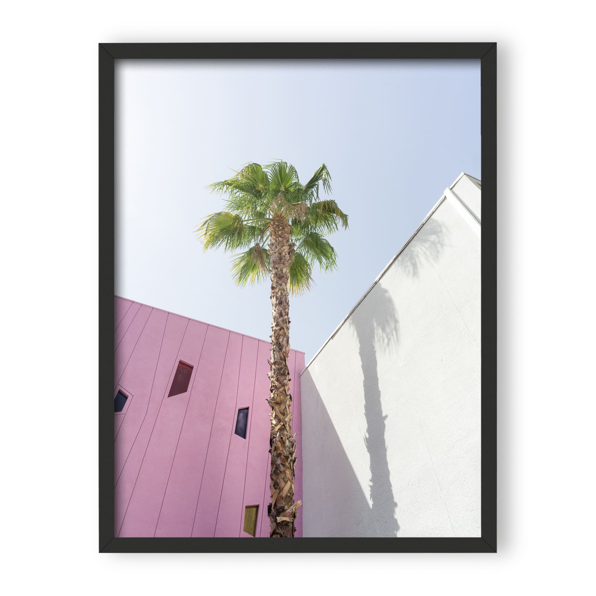 desert wildflower 003