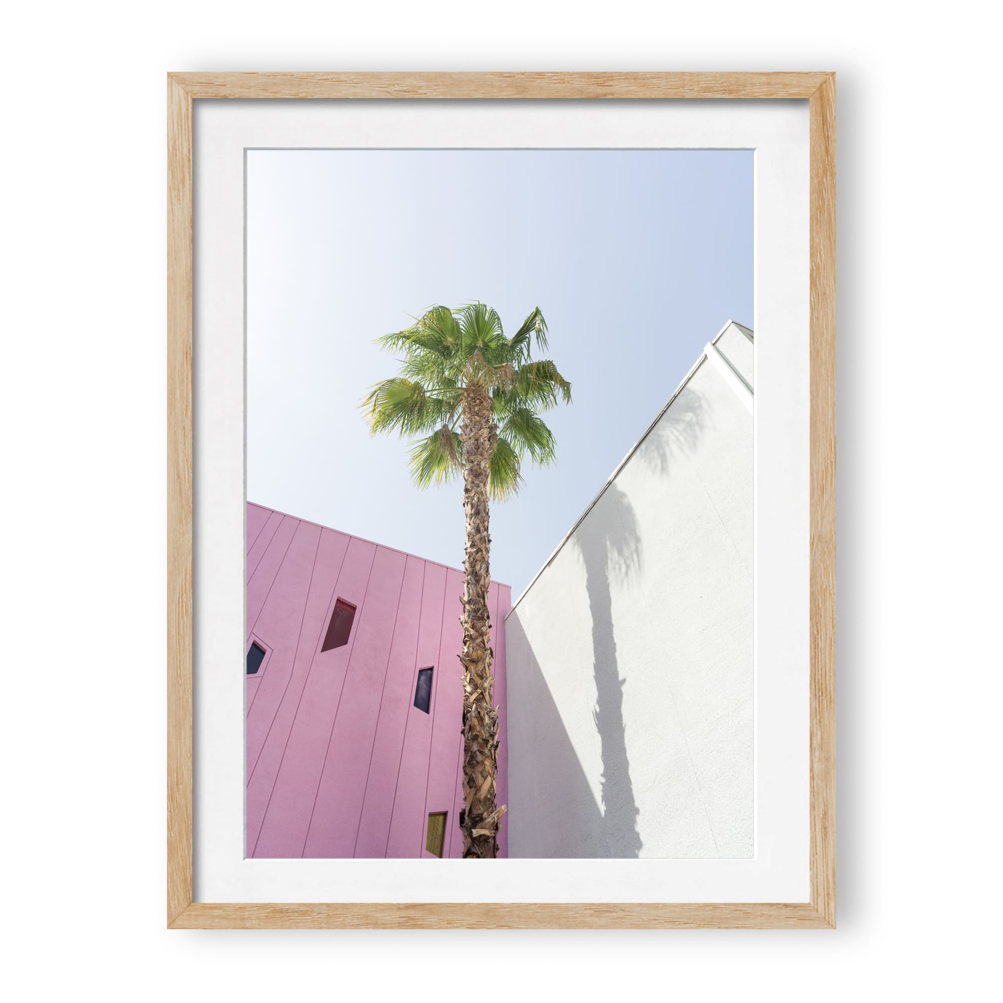 desert wildflower 003