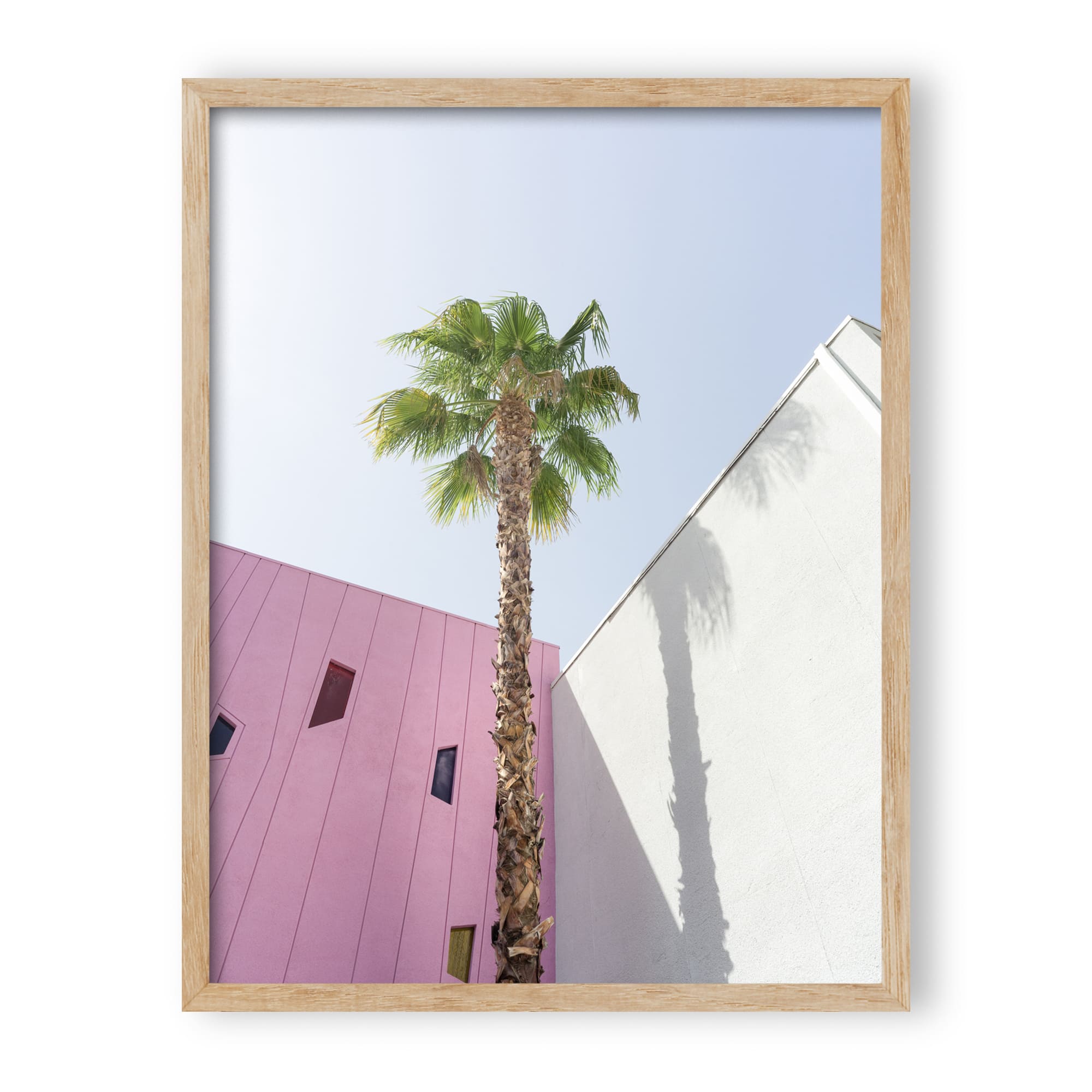 desert wildflower 003