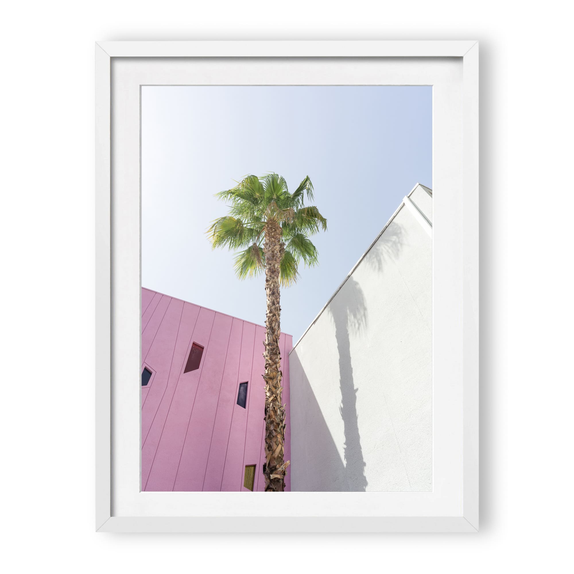 desert wildflower 003