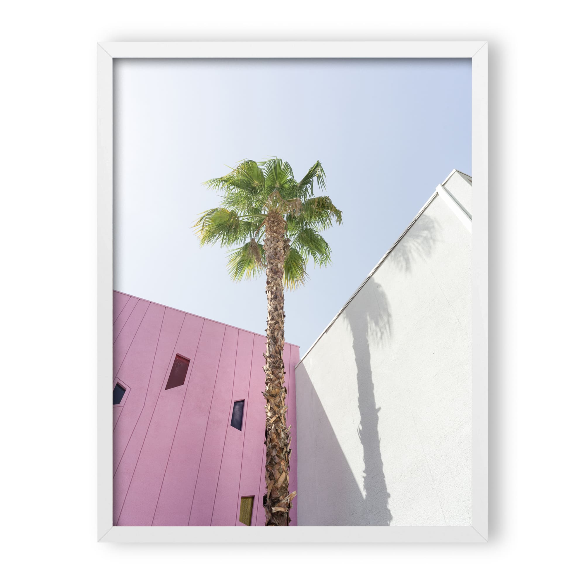 desert wildflower 003