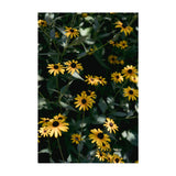 Load image into Gallery viewer, Daisy's Dance