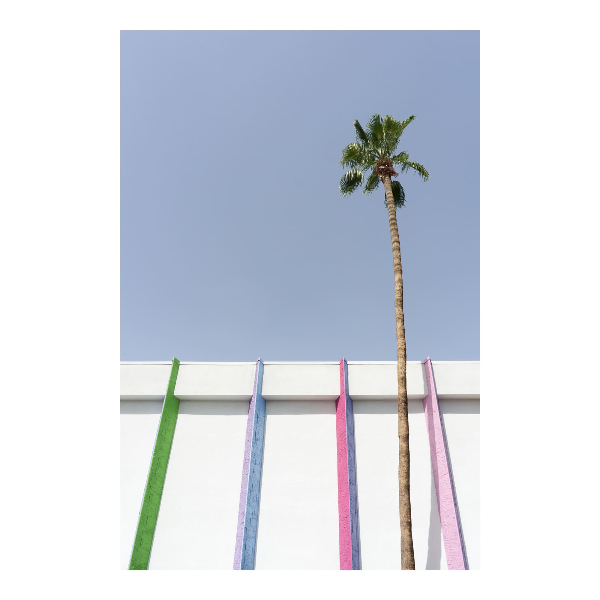 desert wildflower 001