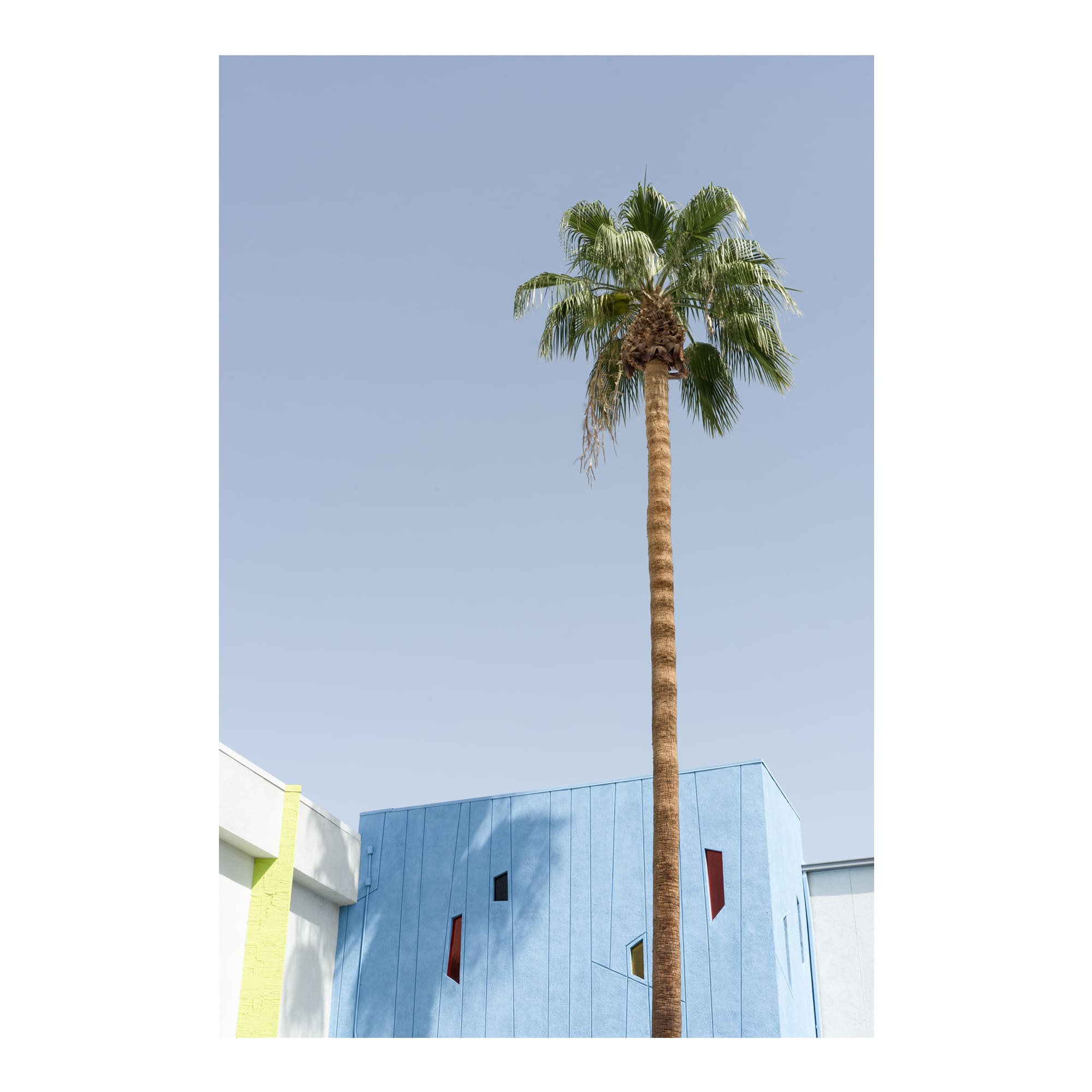 desert wildflower 002