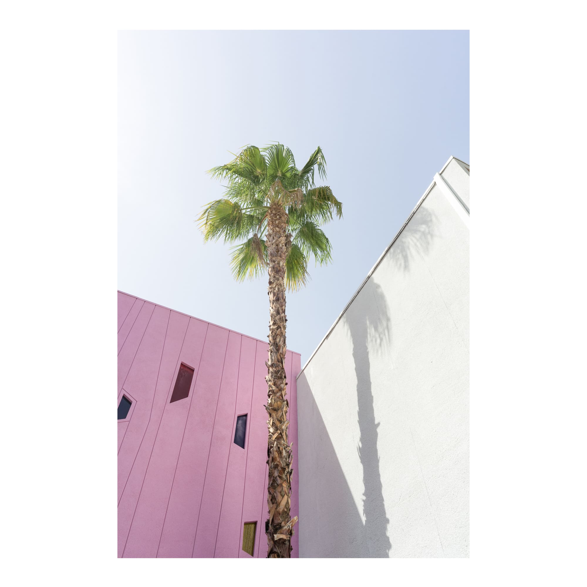 desert wildflower 003