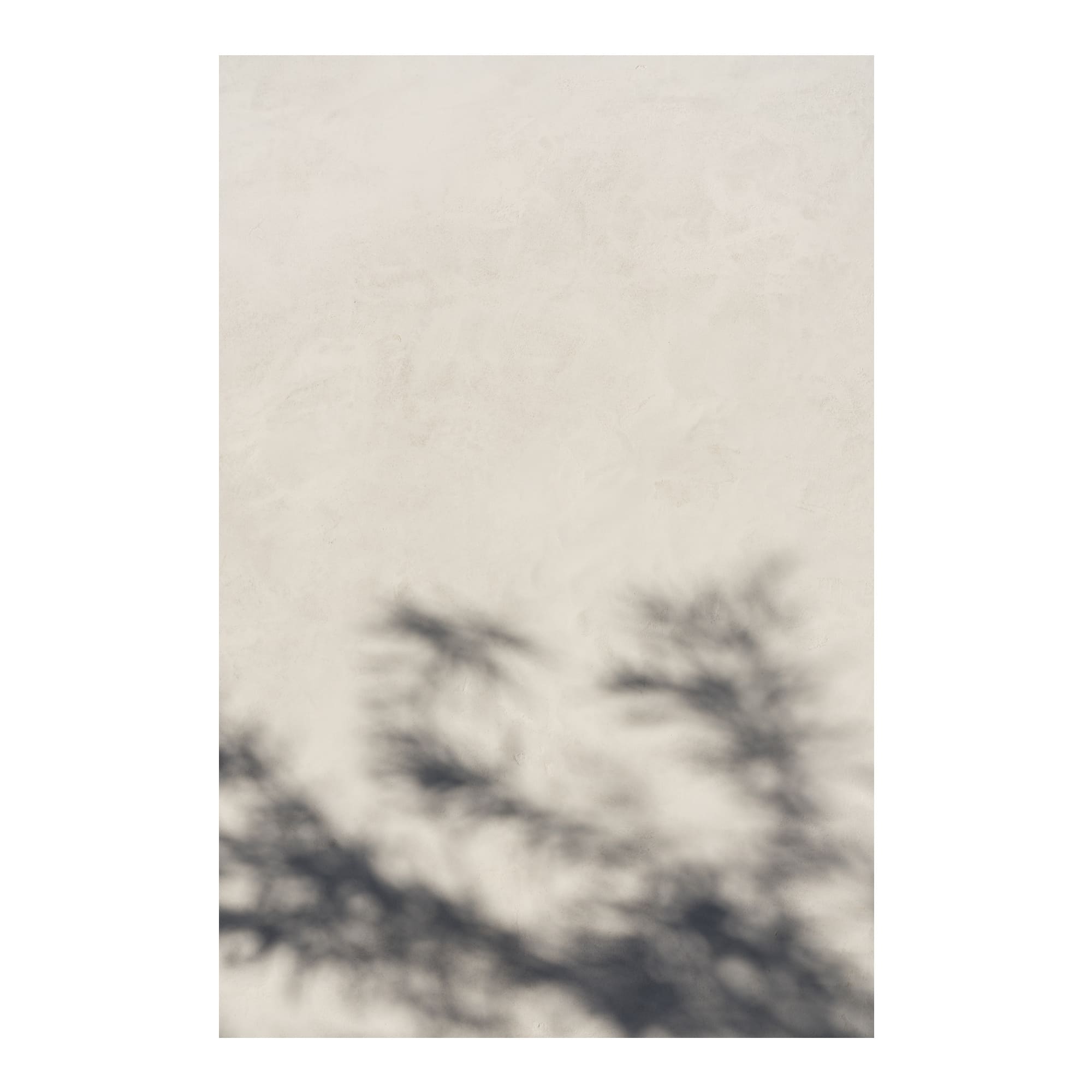Morning Light