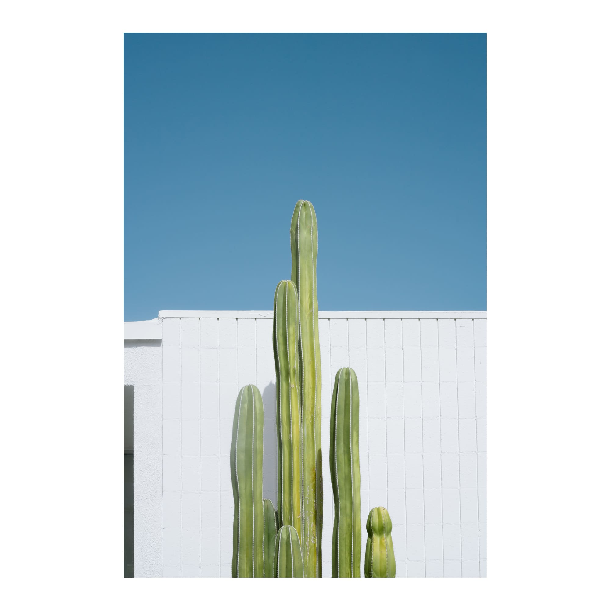 kings cactus – charlotteleaphotography